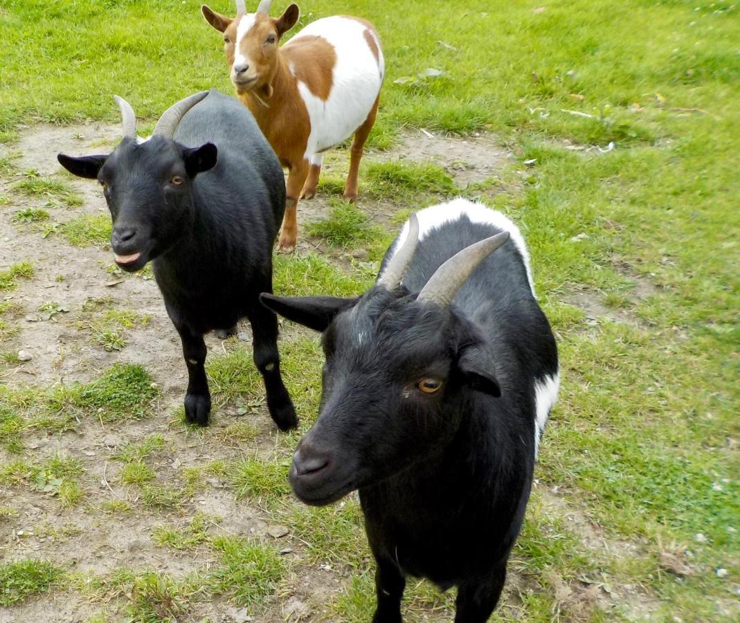 לינה וארוחת בוקר Oedelem De Wabisabiboerderij מראה חיצוני תמונה