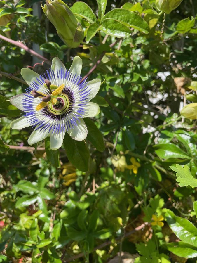 לינה וארוחת בוקר Oedelem De Wabisabiboerderij מראה חיצוני תמונה