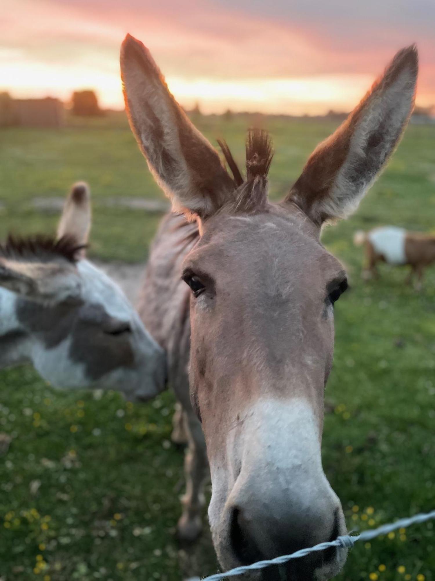 לינה וארוחת בוקר Oedelem De Wabisabiboerderij מראה חיצוני תמונה
